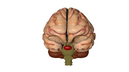 Anatomical 3D model of human brain for medical students.