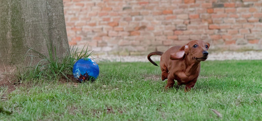 red-haired dachshund runs on a green lawn. dachshund on the fly