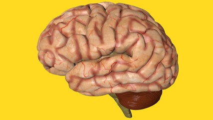 Anatomical 3D model of human brain for medical students.