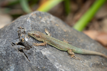 Naklejka na ściany i meble Small Madeiran wall lizard which you can see at every turn on Madeira