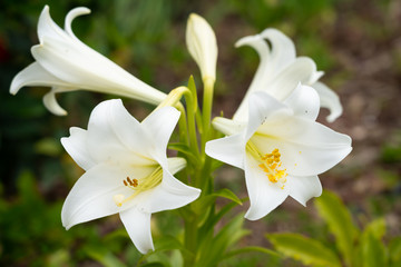 Madonna lilies are native to the eastern Mediterranean countries