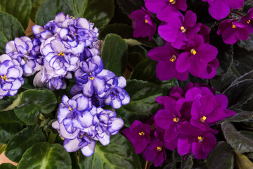 beautiful blooming violet flowers