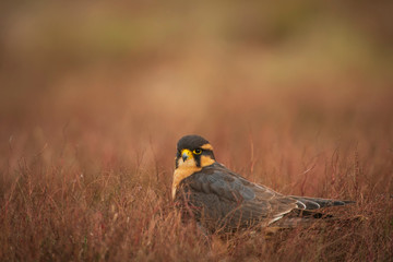 Aplomada falcon, Falco femoralis