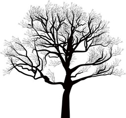 black bare large oak tree illustration