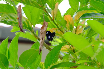 Fototapeta premium Butterflies that are blue, white and black on the white flowers.