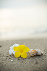 砂浜とプルメリアの花