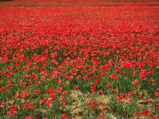 field of red poppies