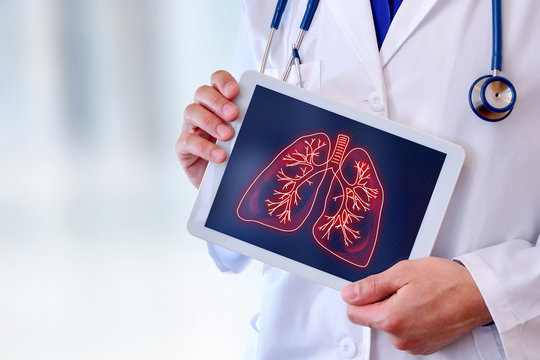 Doctor showing lungs on a table close up