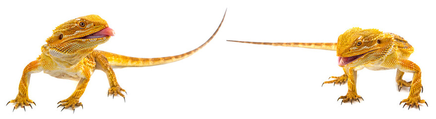 Bearded dragon - Pogona vitticeps on a white background