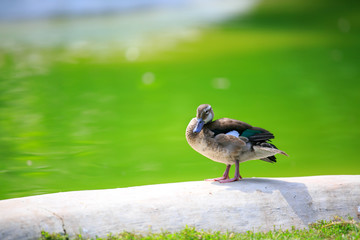 Portrait of a duck with  clean water