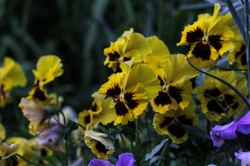 Yellow flowers