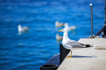 seagull running on the shore