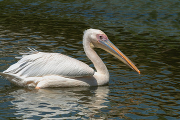 large white pelican with a yellow beak floats on the lake