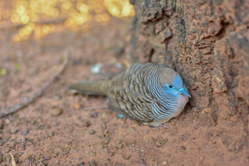 Geopelia striata, Geopelia striata sleeping from Thailand country