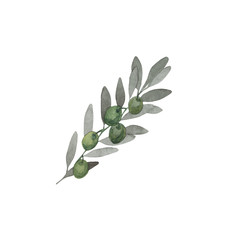 Obraz premium Watercolor olive branch with green fruits. Hand-drawn with watercolor paints. Suitable for all types of design.