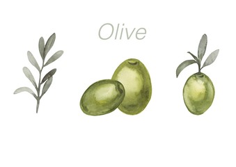 Watercolor olive set. Hand-drawn with watercolor paints. Suitable for all types of design.