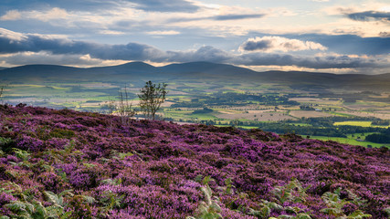 The Cheviot Hills from heather covered Ros Castle, also known as Ros Hill, due to an ancient...