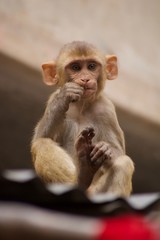 Monkeys in the city of Jaipur, India