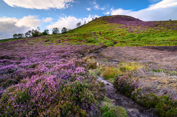 Fototapeta na wymiar Footpath through heather to Ros Castle, also known as Ros Hill, due to an ancient prehistoric Hillfort on its summit, located near Chillingham in Northumberland and has great views all around it