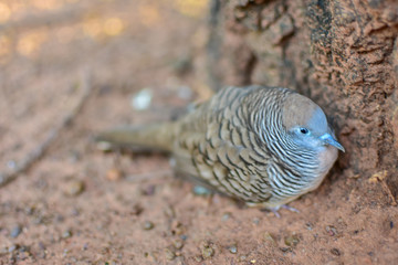 Geopelia striata, Geopelia striata sleeping from Thailand country