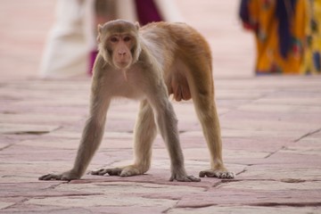 Obraz premium Monkeys in the city of Jaipur, India