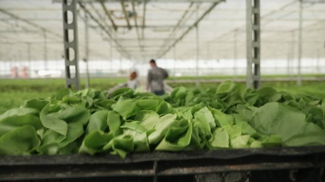 Cart with organic green salad pused in a greenhouse with modern technology for growing and cultivation.