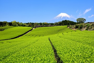 富士山と茶畑