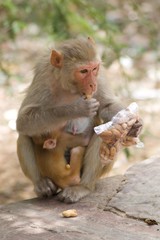 Monkeys in the city of Jaipur, India