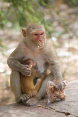 Monkeys in the city of Jaipur, India