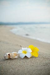 砂浜とプルメリアの花