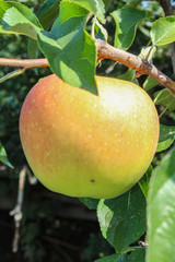Ripe apple hanging on a tree branch