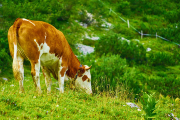 Naklejka na ściany i meble Grazing cow on an inclined steep alpine meadow in the Alps