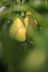 Two yellow pears on a tree branch among the foliage