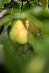 Two yellow pears on a tree branch among the foliage