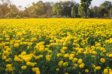 Spring background with beautiful yellow flowers. Flowers at sunrise. Close up in cosmos flower at sunrise.
