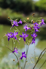 Delphinium consolida. Small purple flowers. 