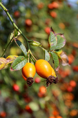 Rosehip bush. Ripe orange, red, yellow rose hips.