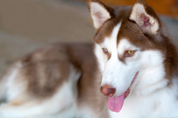 The brown-haired Siberian husky dog is sitting looking at something.