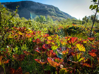 Fototapete bei efototapeten.de bestellen   