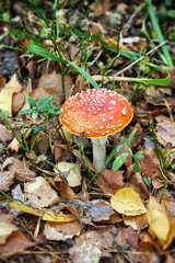 Red fly agaric. Red amanita muscaria in yellow leaves. Mushrooms in the forest. Autumn harvest in the forest. Gifts of autumn and forest.