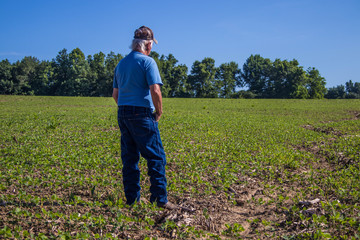 Farmer in corn filed