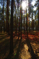 Pine forest