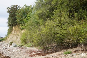 Wilde Ostseeküste in der Lübecker Bucht