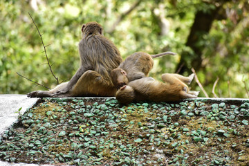 Wildlife And Nature