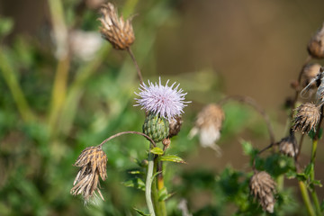 Canada Thistle Flowers in Bloom in Summer