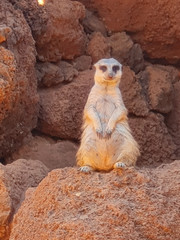 Fototapeta premium meerkat on guard