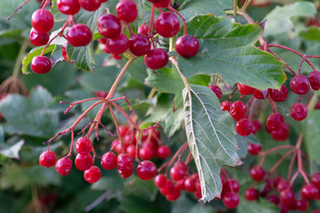 juicy bright berries of viburnum