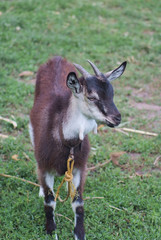 portrait of black adult goat grassing on summer meadow field at village countryside