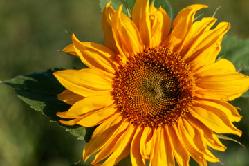 Obraz premium Sonnenblume