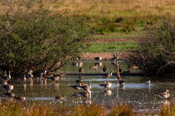 Verschiedene Enten und Gänse im See